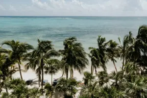 View of coconut trees and sea