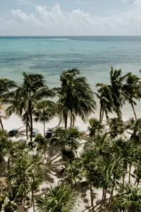 a lot of coconut trees at beach side