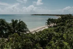 a beach surrounded by coconut trees