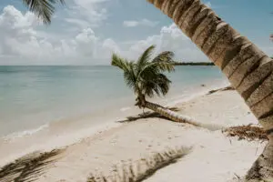 a broken coconut tree at a beach