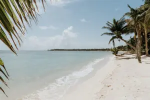 a topical sand beach with coconut trees