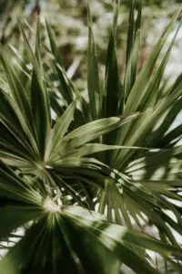 Close up of a Saw palmetto Plant