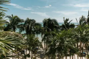 Close view of Coconut trees at a beach