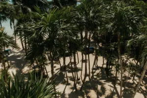 aerial view of coconut trees at a beach